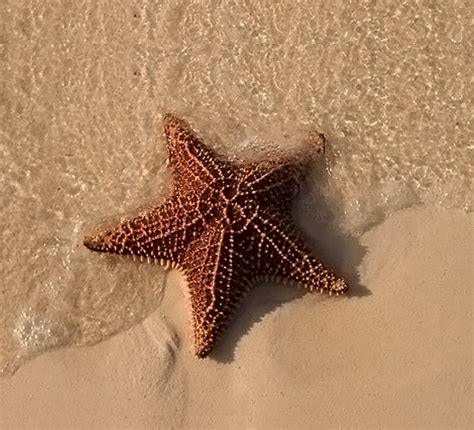 deniz yıldızı anlamı nedir